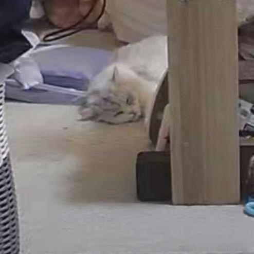 不丢自己一只小猫睡在角落的小丢😺 
