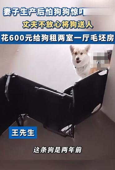 花600元给狗狗租房，惊到您了吗？！

重庆的王先生在妻子生产后担心家里的柯基犬