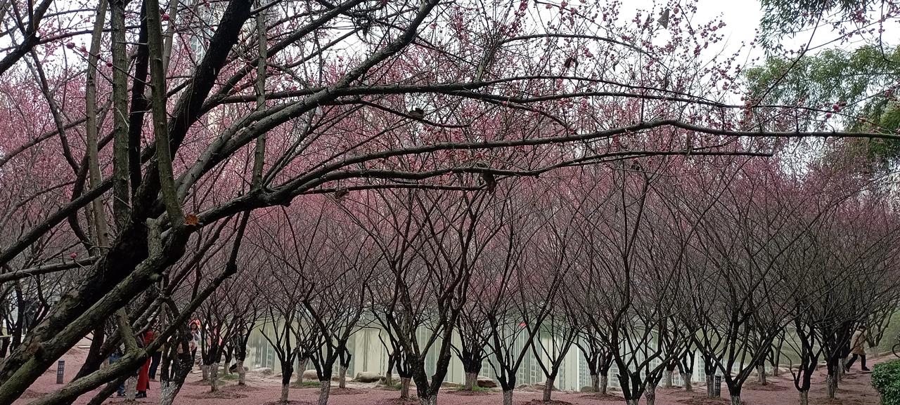 #天南地北大拜年# 一起领红包>虽然这几天气温不高，可春天终究是来了，你看，花开