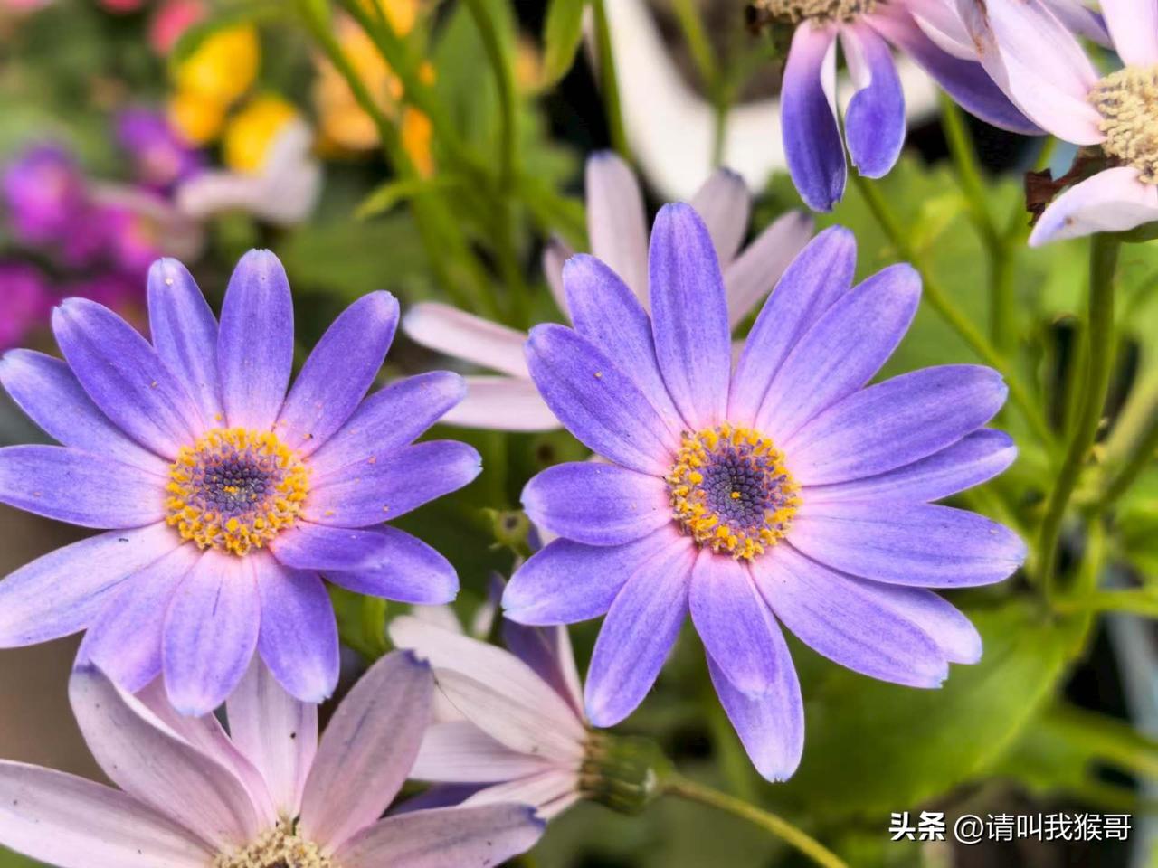 新年爱好打卡没想到这种花在湖北冬天也能开