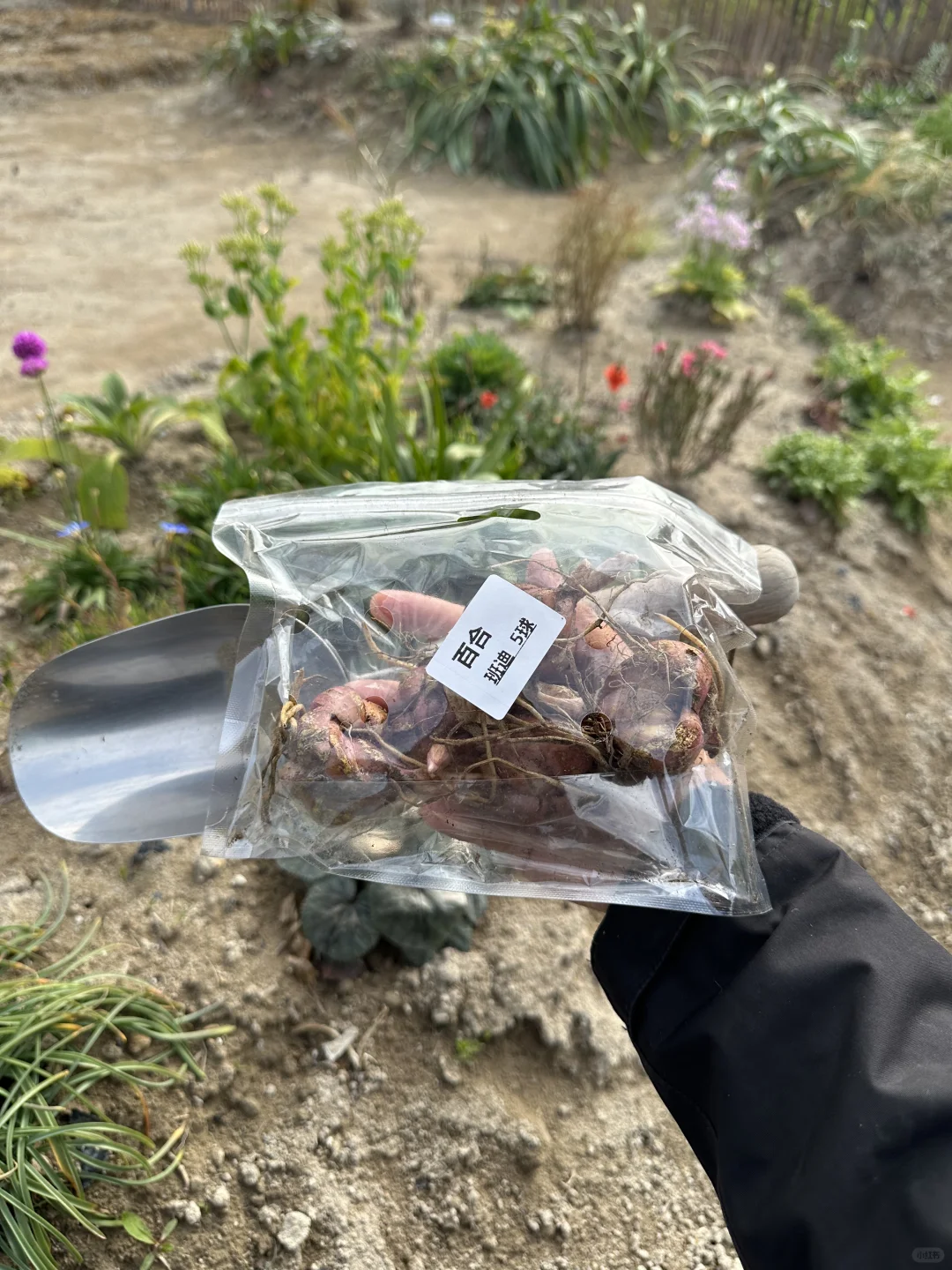 种了便宜的东百，就当一次性种切花了