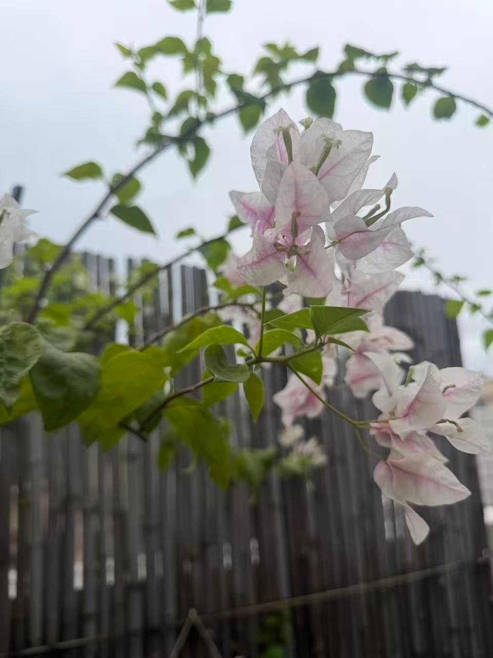每日一善，是自我修行的日常功课。不以善小而不为，在细碎日常里释放善意，用一次微小