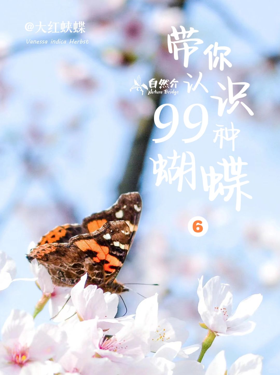 带你认识99种蝴蝶