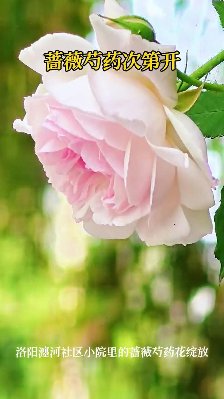 蔷薇芍药次第开。
洛阳澳河社区小院里的蔷薇芍药花绽放。