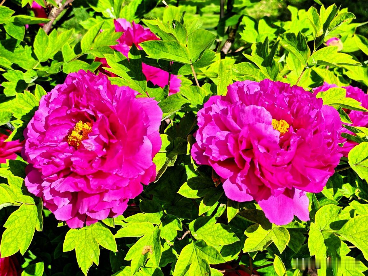 盛开的牡丹花，色彩鲜艳，生机勃勃！🌸🌺🌸