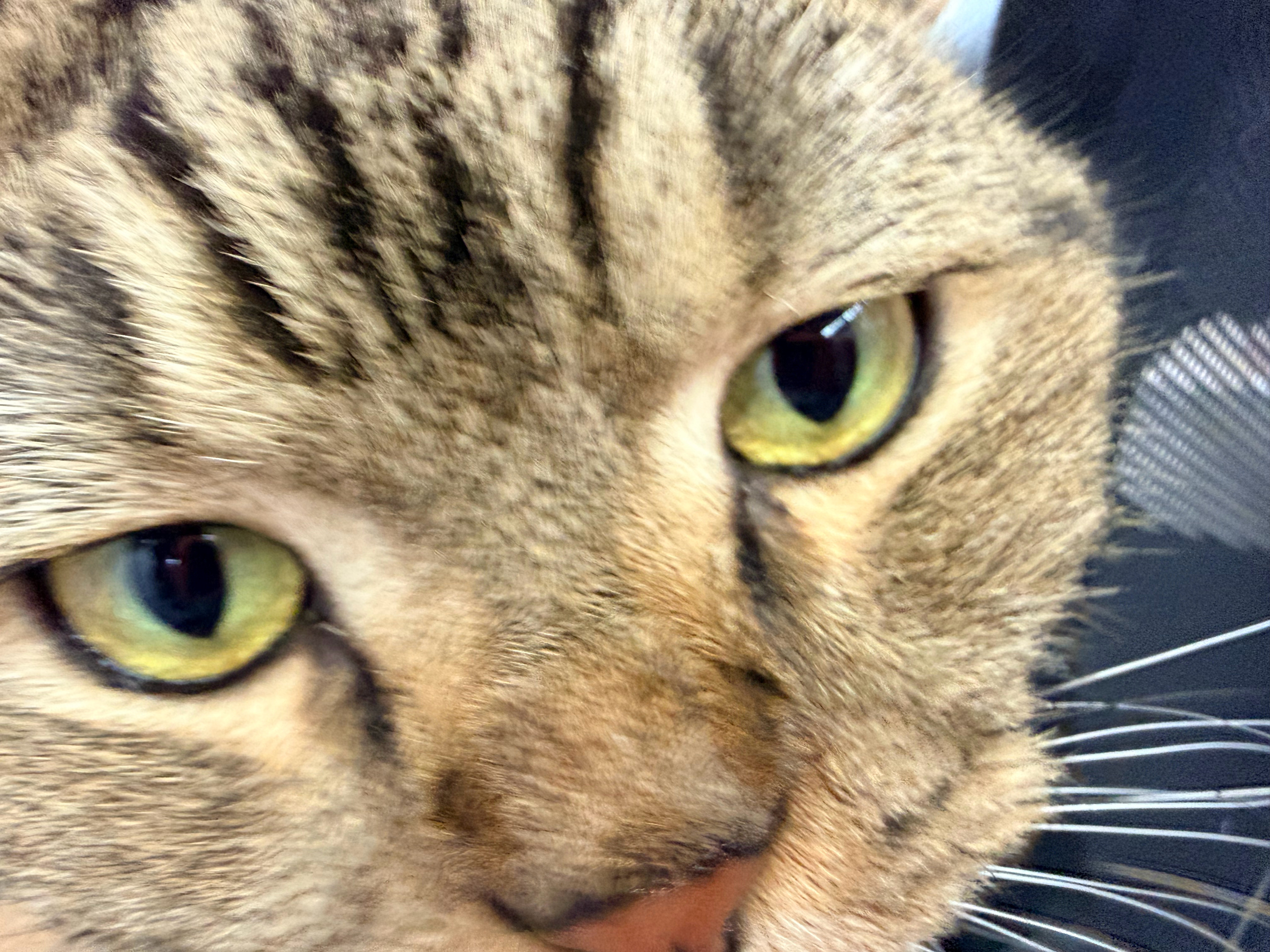 iphone实况图的选取机制 iPhone拍实况如果是静态物体还好如果是拍动态的