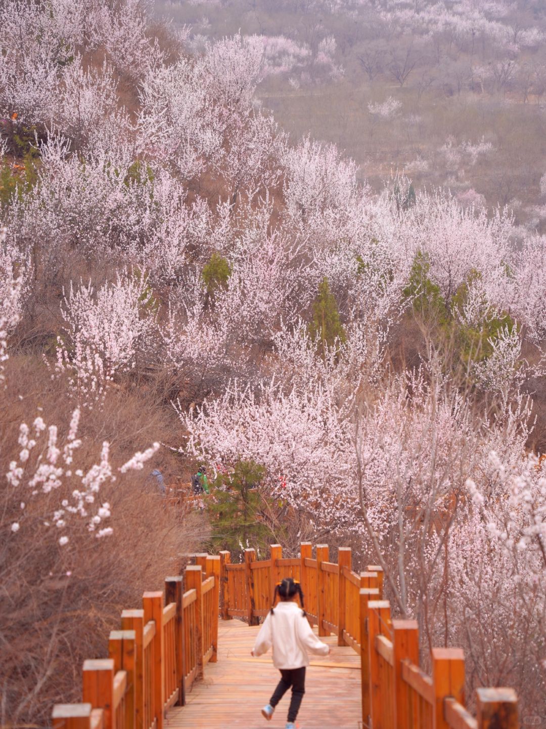 🌸赏花徒步宝藏栈道，免费人少低幼友好