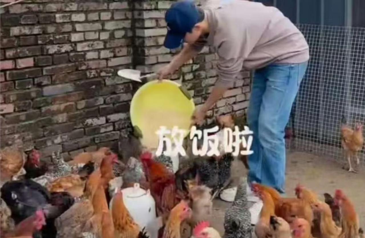 发现一个很奇怪的现象，娱乐圈的很多明星都去农村养鸡了，比如马天宇在北京郊区承包了