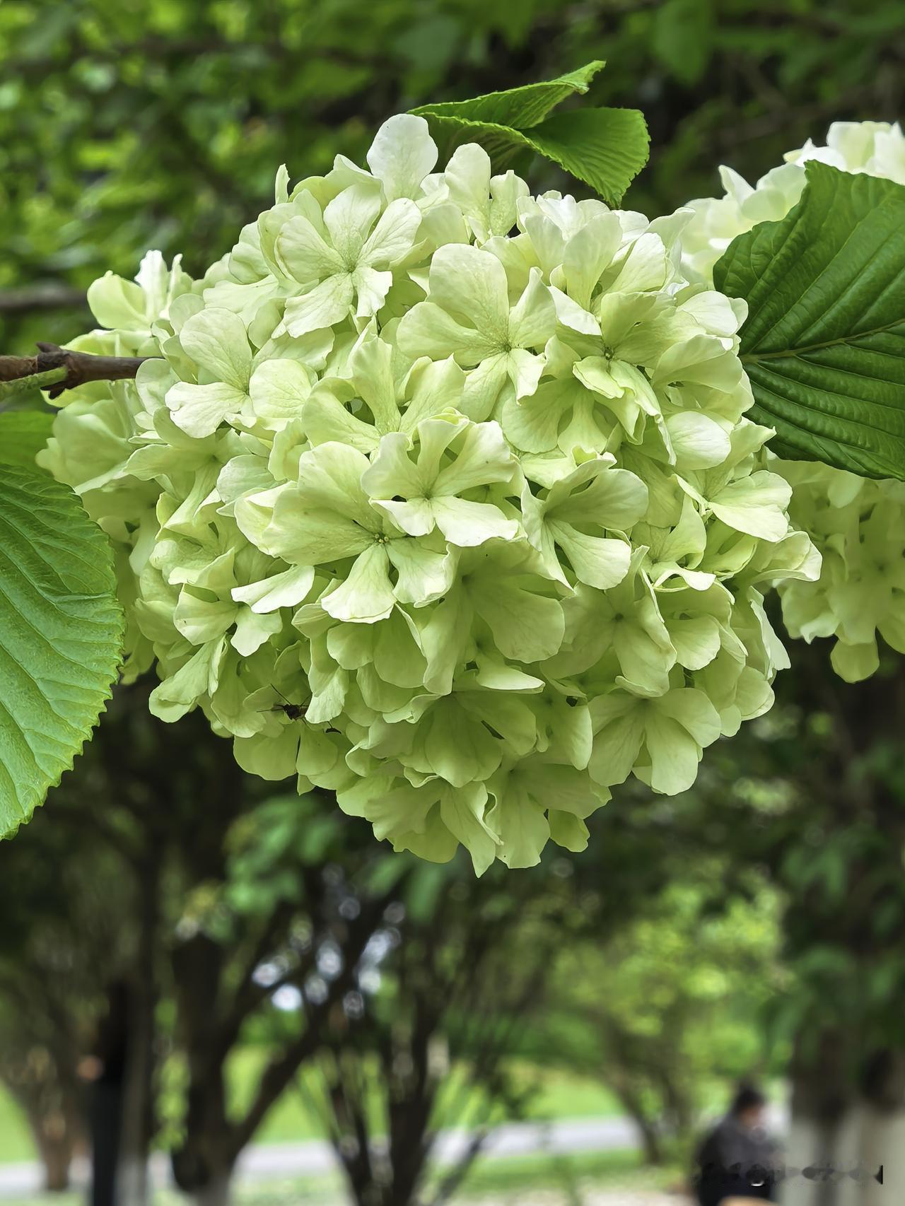 分享一张随手拍的花。公园随手拍一张