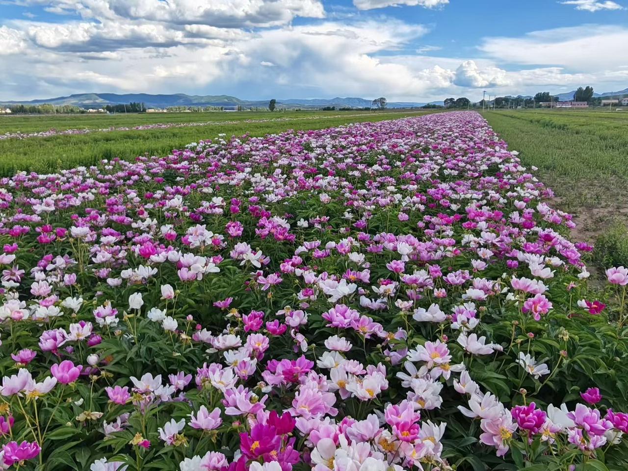浪漫花海随手拍天津滨海新区中新生态城花海美景。