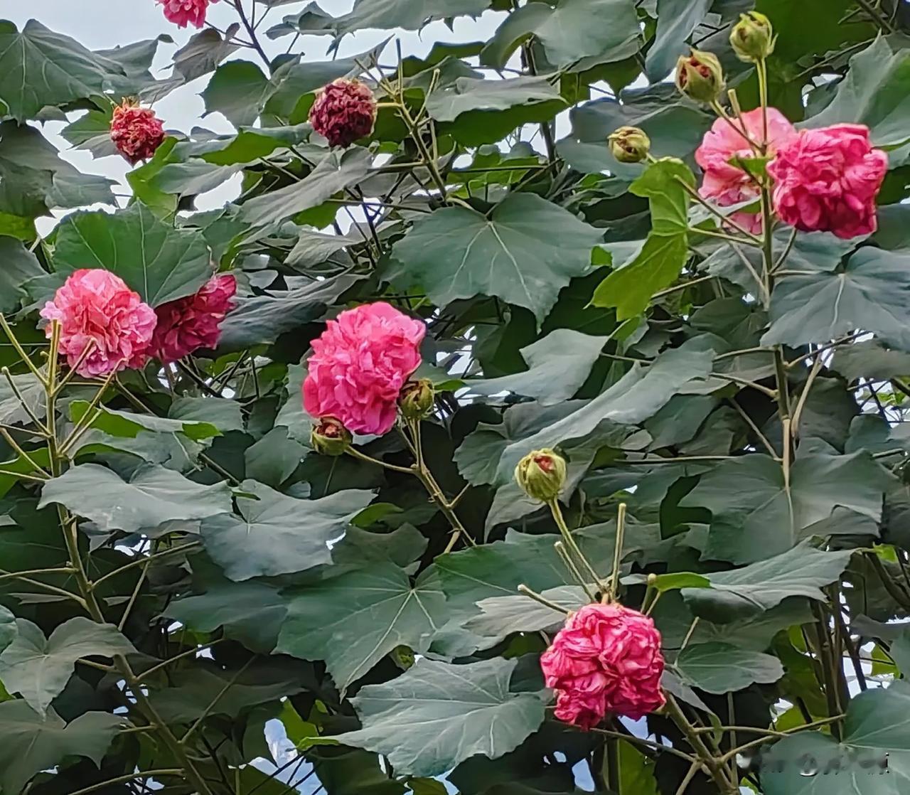 万州区江南新区南浦大道，木芙蓉花五颜六色，婀娜多姿，竞相爭艳，美！