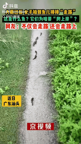 广东汕头，一场大雨过后，女子在田间小路发现一群小黑鱼，它们居然能“排排”走路，甚