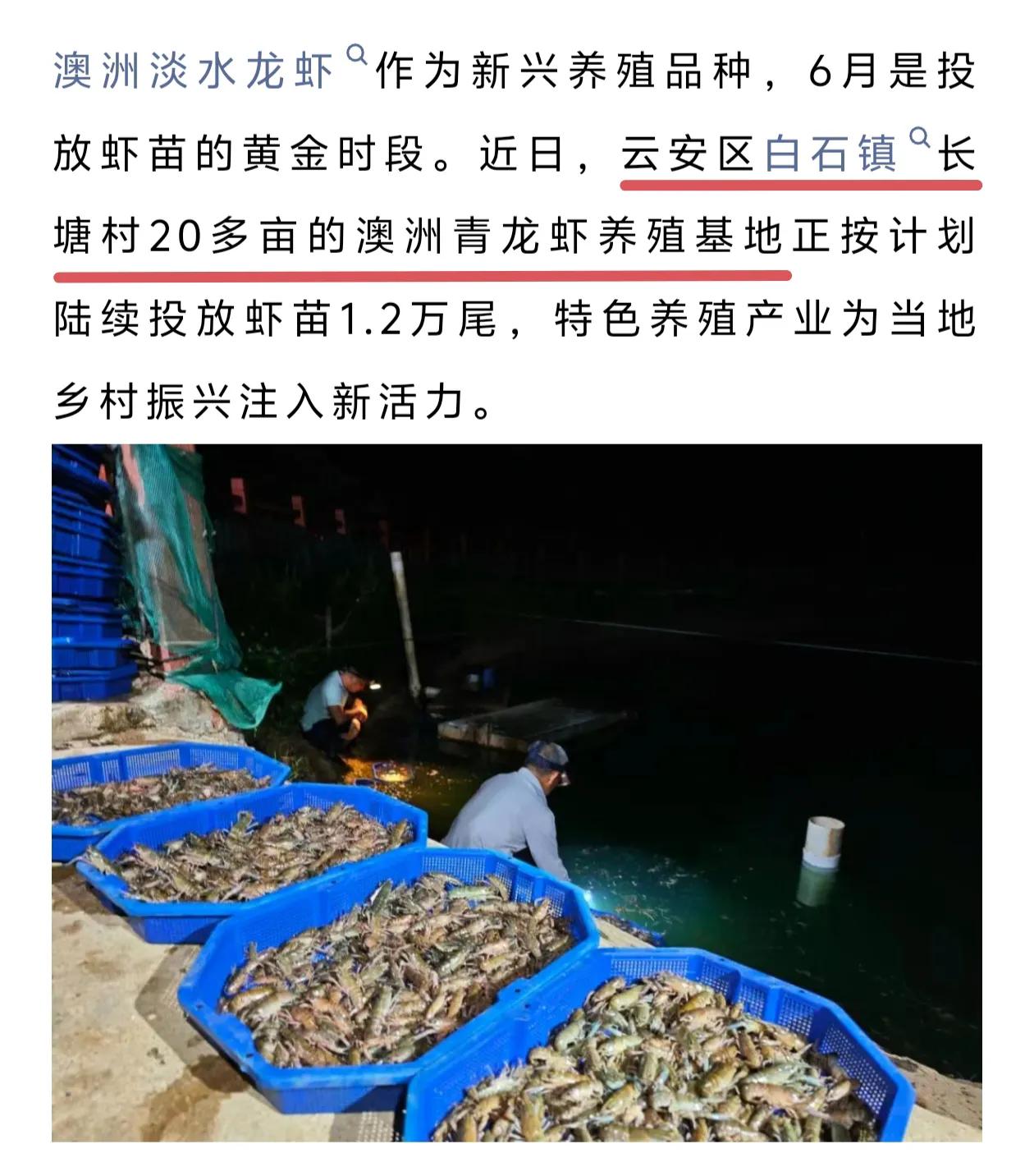 不久之后云浮人就可以吃到本地出产的澳洲青龙虾了。澳洲龙虾不只是海里有，现在还有澳