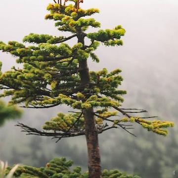 每日一善🌹阳光信用“得道者多助，失道者寡助。” - 《红楼梦》 