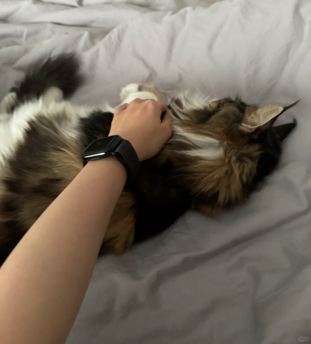 和它说了小猫不能上床