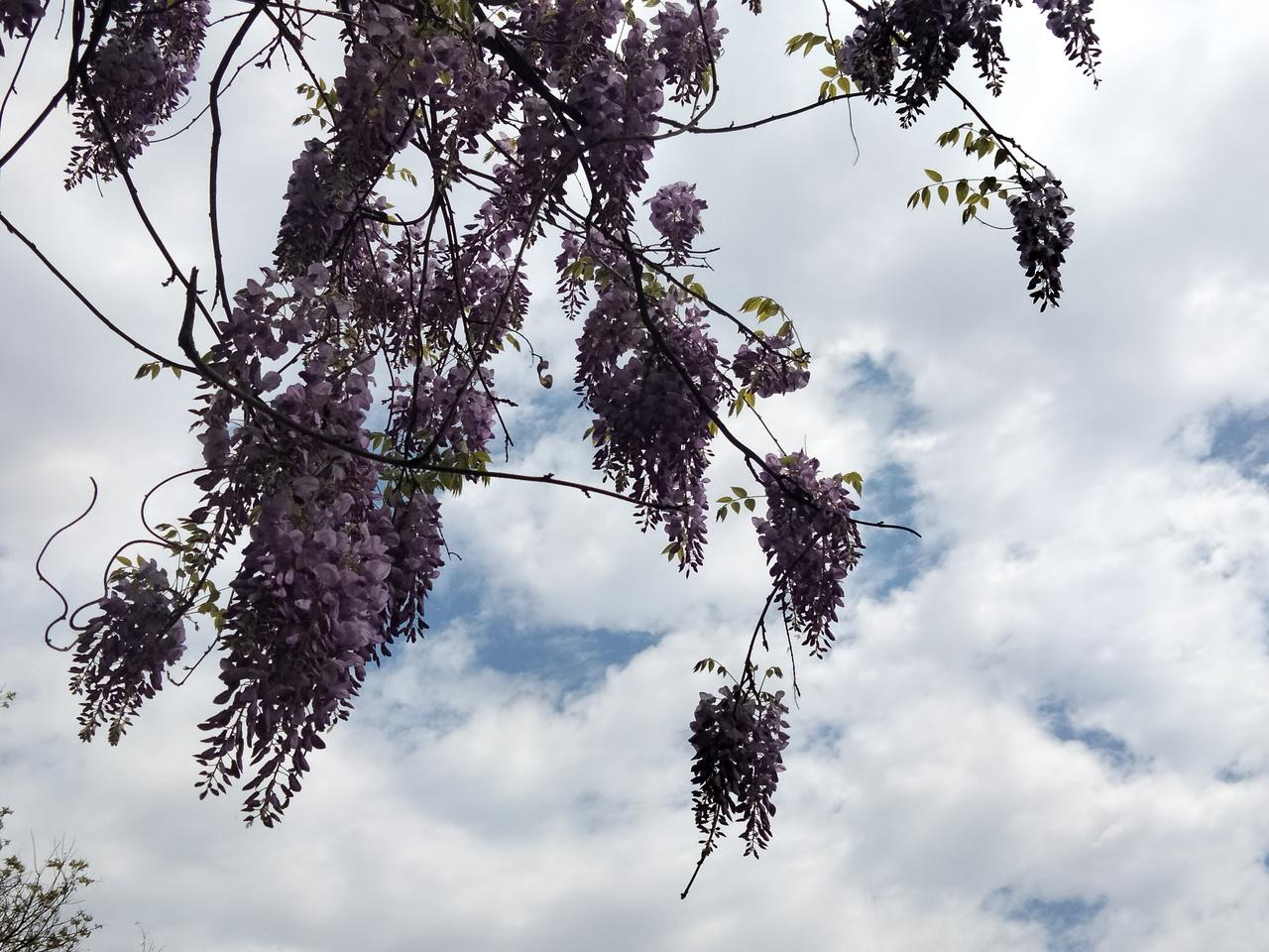 紫藤花蔓宜阳春。