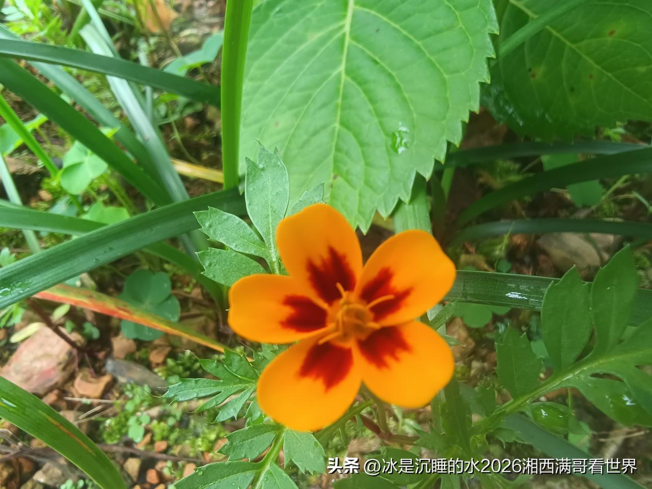 柔嫩的野花都有自己的花季，在不起眼的角落里含苞欲放或者悄无声息的绽放花骨朵，点缀