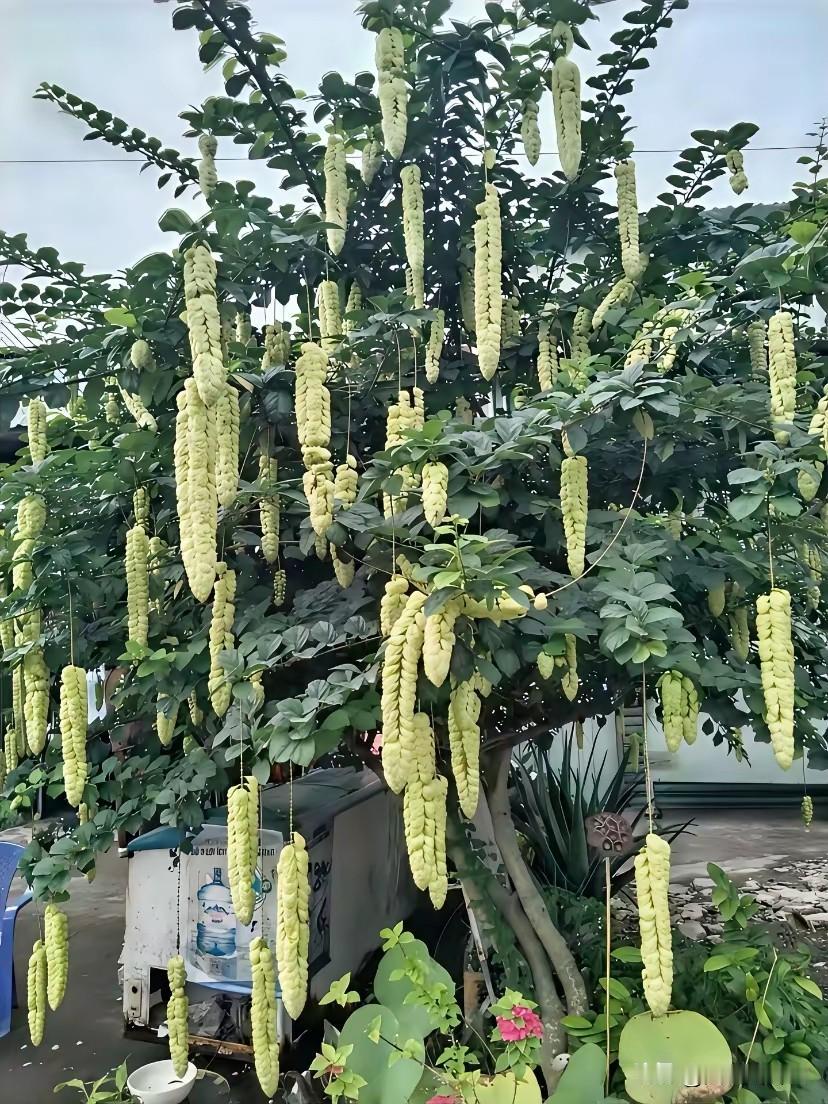 上个月和老伴去云南旅游，路过一处民宿，看到这家院子里一颗挂满了像北方农田里的谷子