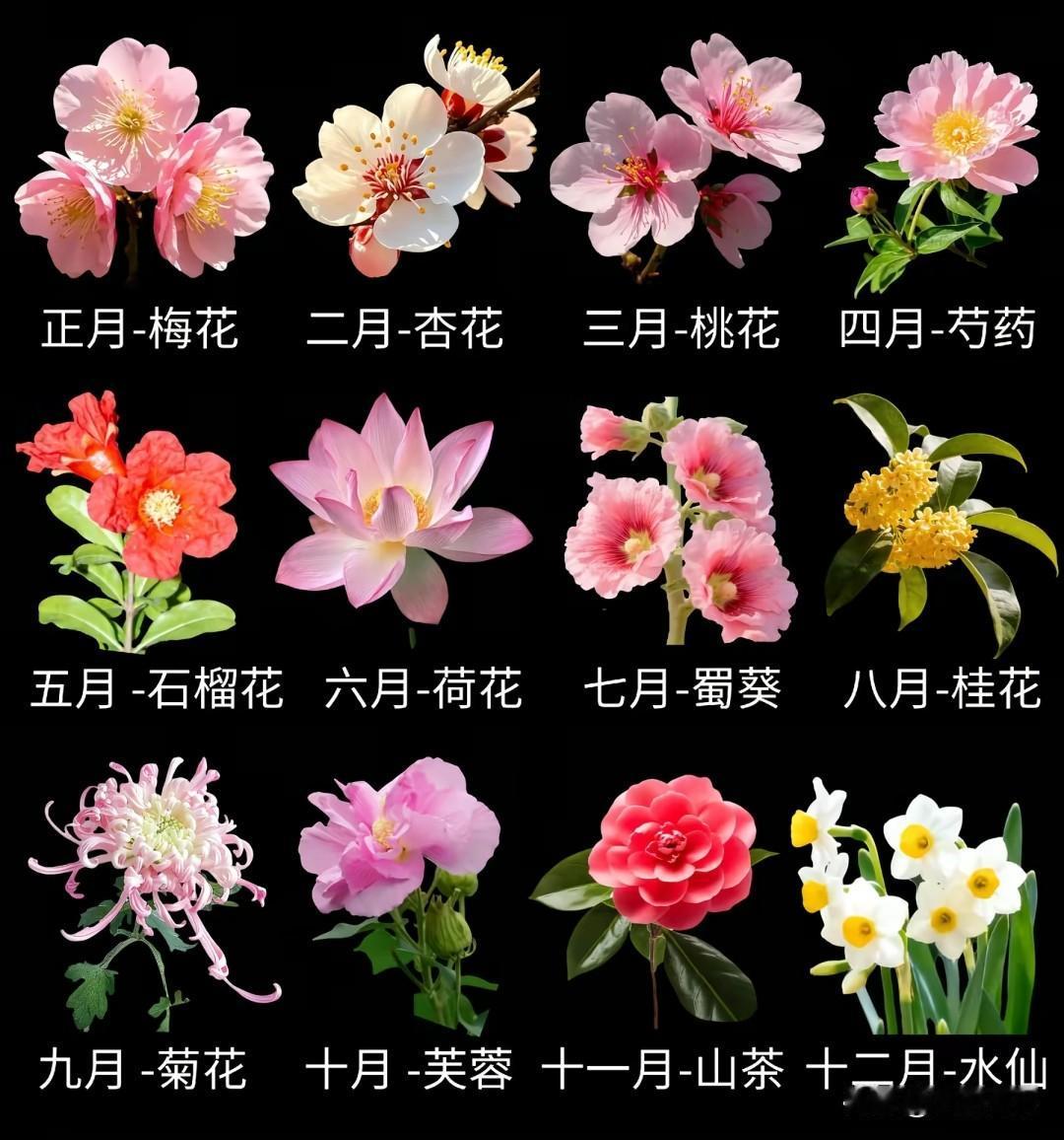 十二月当令花神