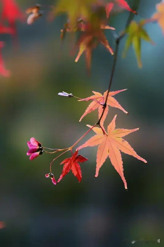 我先试对：晚菊一径香。
“晚菊”对“早枫”，一早一晚，枫与菊，皆是秋日代表风物；