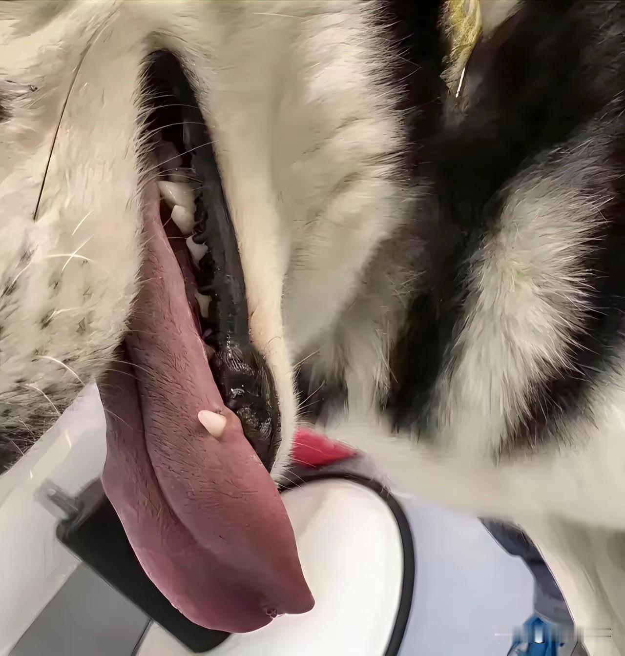 这种情况要不要打狂犬疫苗[捂脸][捂脸][捂脸]