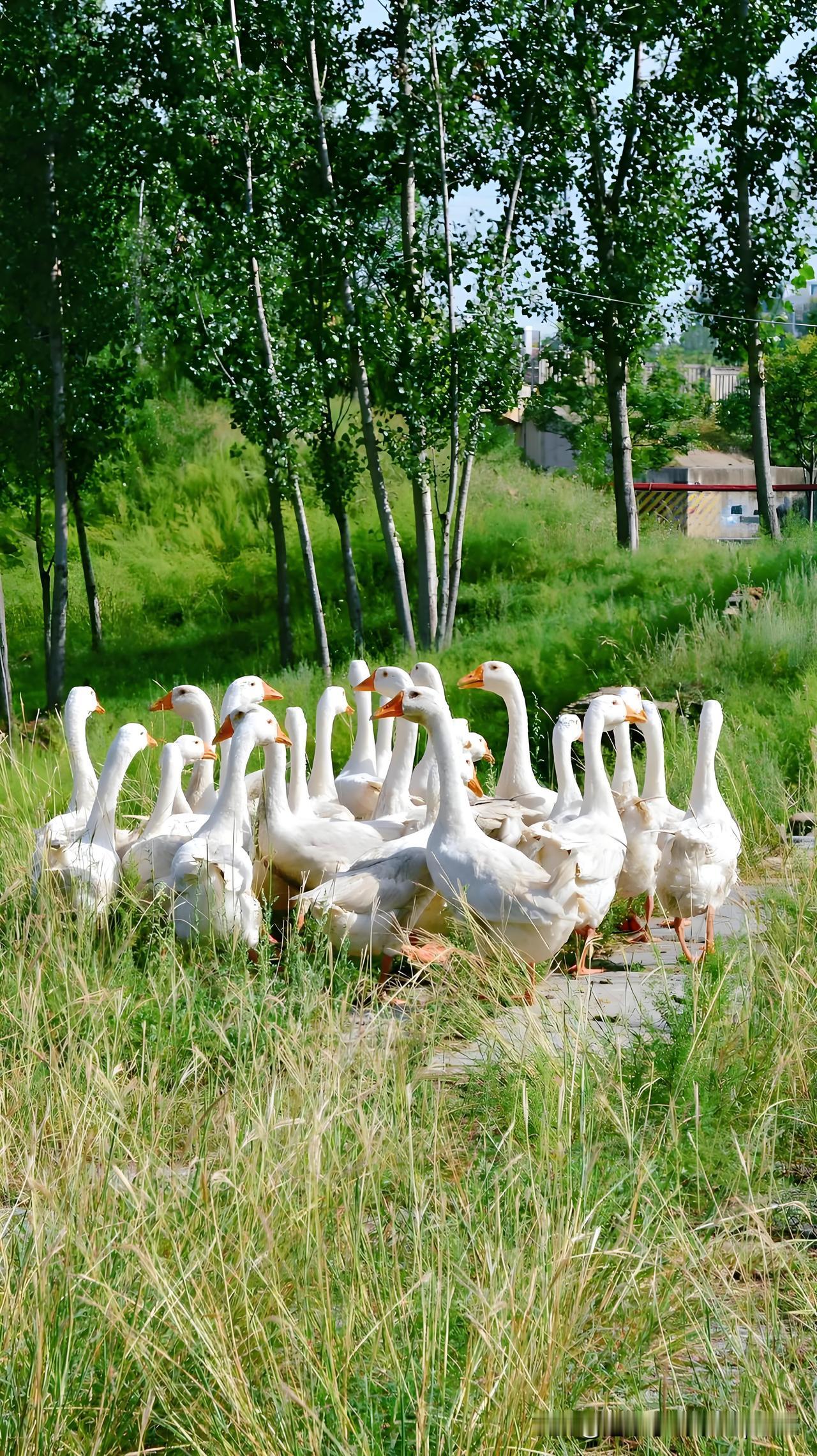 《余杭四月》
——元·白珽 
四月余杭道，一晴生意繁。
朱樱青豆酒，绿草白鹅村。