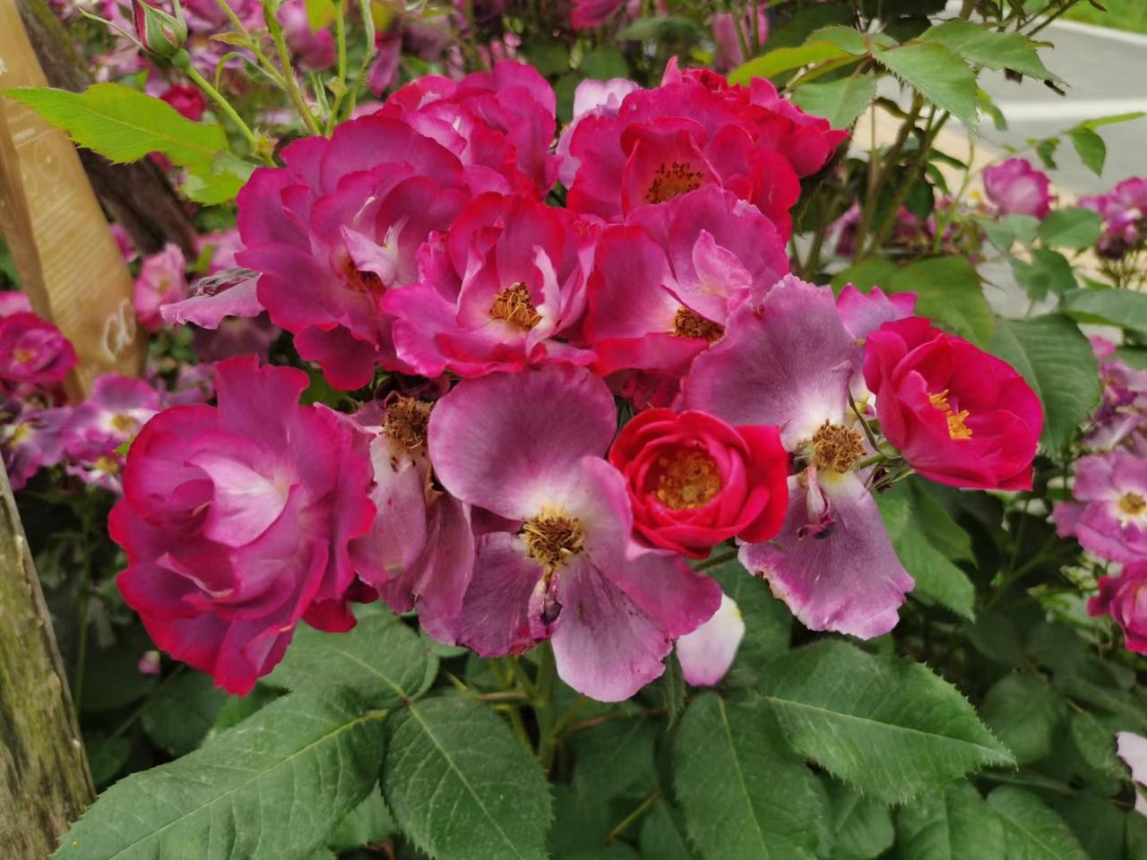 月季花（小花朵）