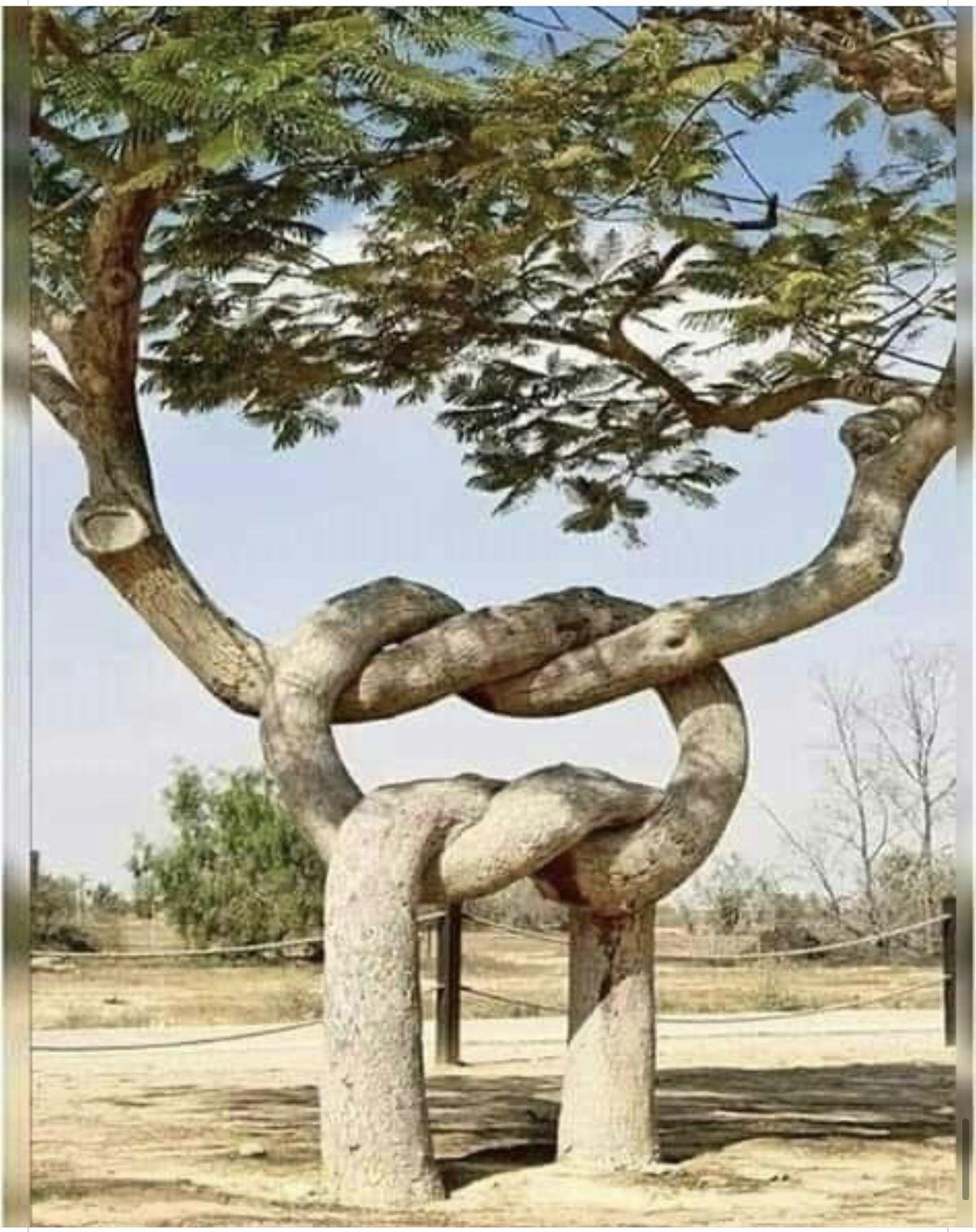 这是虐待？还是艺术？

这两棵打结的树，不是AI图。

它在以色列南部沙漠里的雷