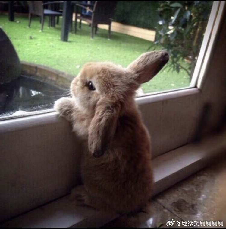 1717你这样恐怖的食草猛兽也会有心事 