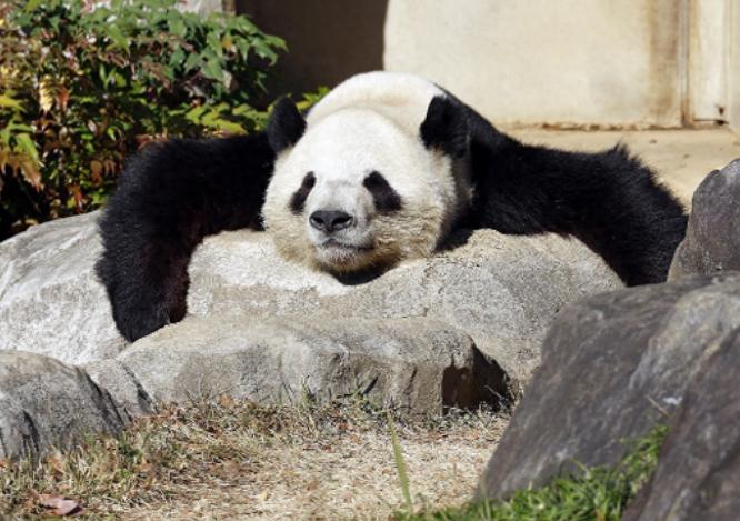 快讯！

日本东京都政府突然宣布了

日本共同社1月19日消息，东京都政府19日