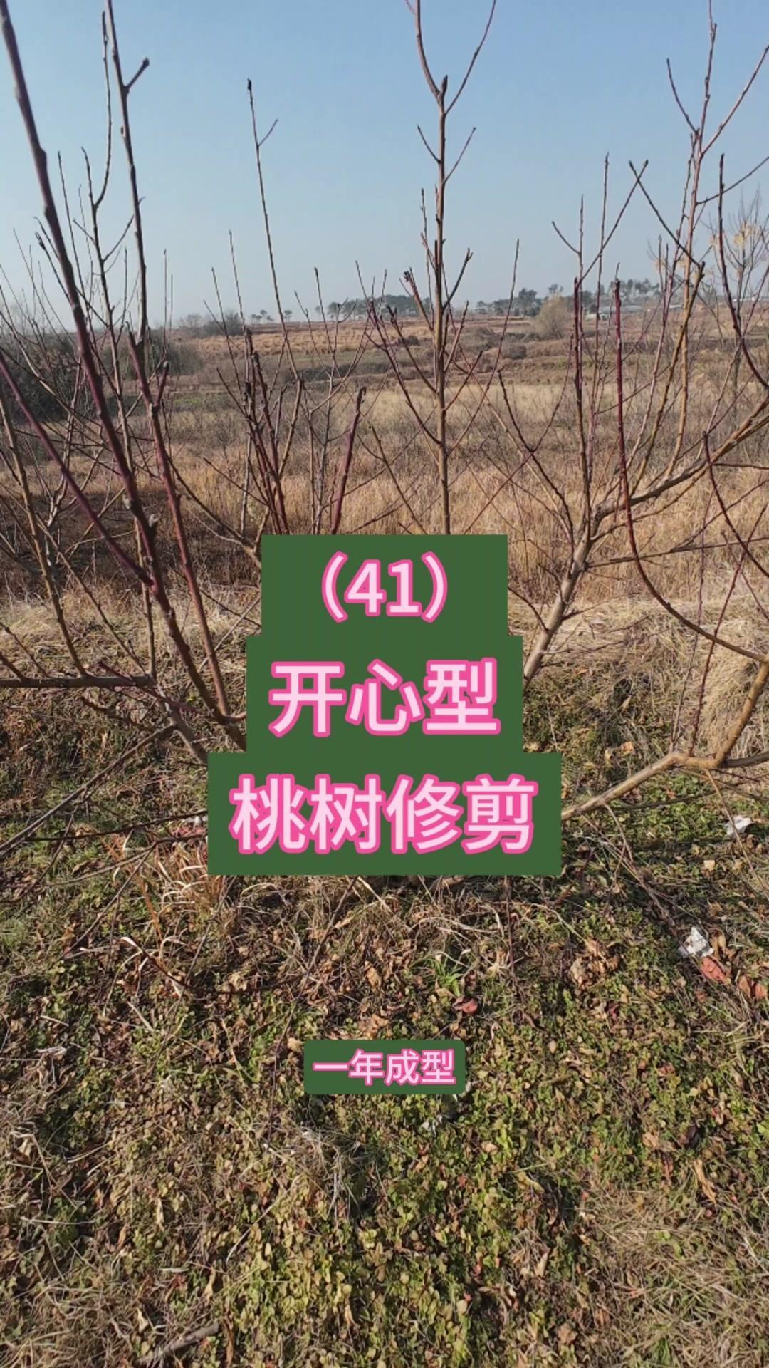 桃树开心型修剪，一年成型超简单！这是今年春天用根生苗劈接法嫁接的桃树，多芽点嫁接