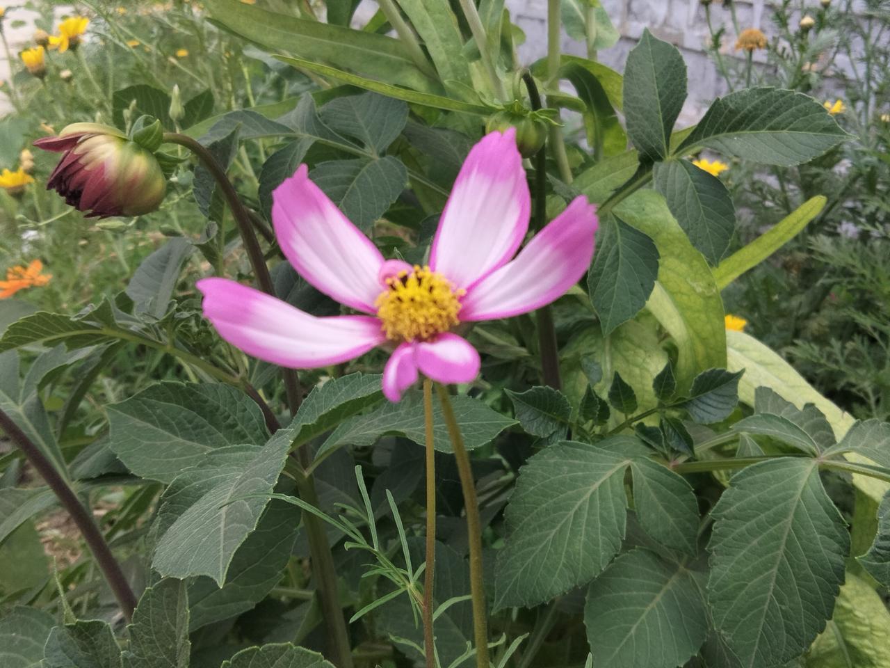 分享一张你拍的花，什么花均可分享-什么花不知道名称！[大笑]