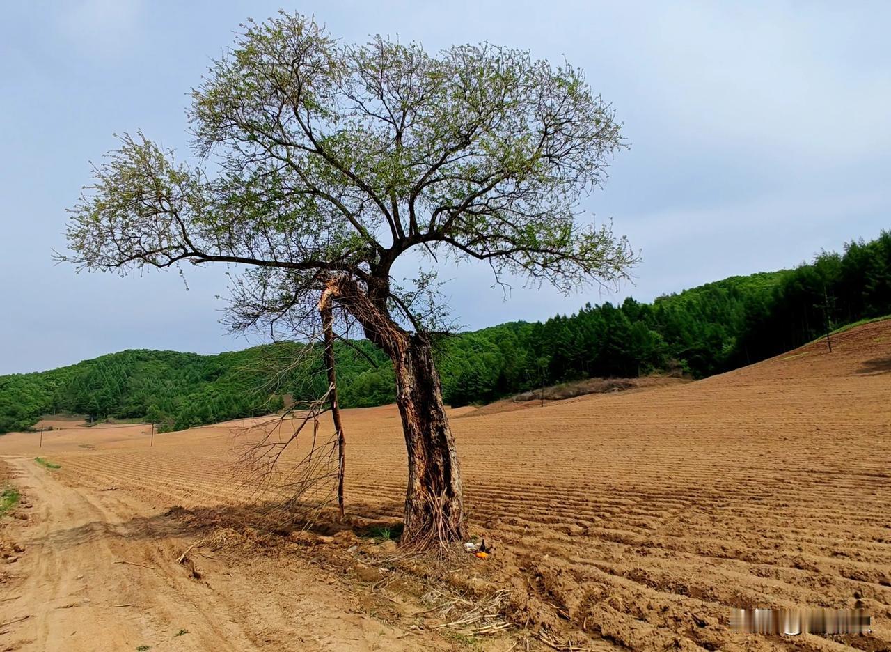 上中学了我还是被选为班干部，此时已是wg后期，板报、大字报、大标语成风，我会一点