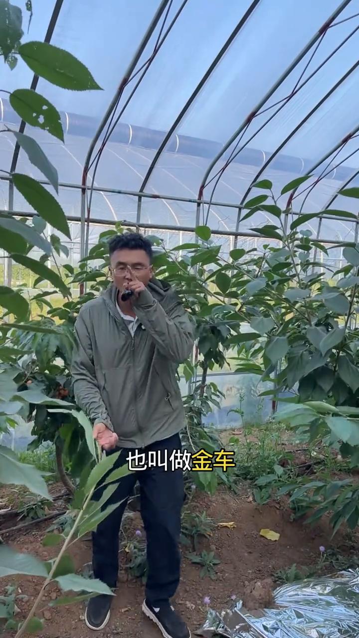 斯凯拉雷大樱桃结果到底行不行？
2026年风靡全网的黄果大樱桃品种，这个品种被称