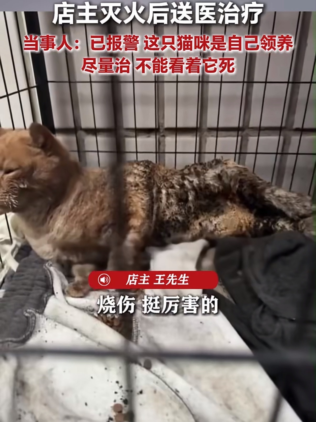 猫咪浑身带火冲进店铺求助好好的流浪猫身上怎么会着火？肯定是有人点的！太可恶了，不