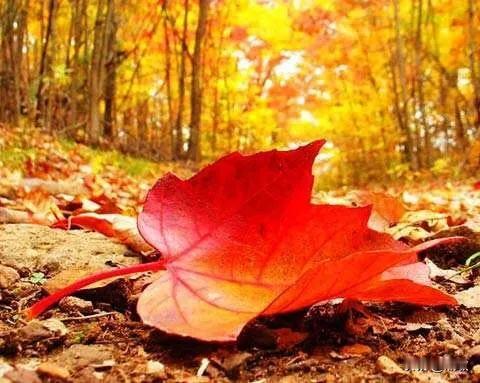 #上联：风吹枫叶枫作画，诚邀下联#
风吹枫叶枫作画，雪盖麦田麦苗暖。