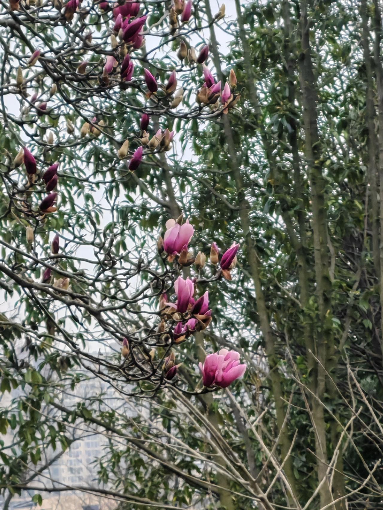 最近经常刷到木质仁的视频，他的一些观点比较有道理，但有一些又太现实了、太灰暗了。