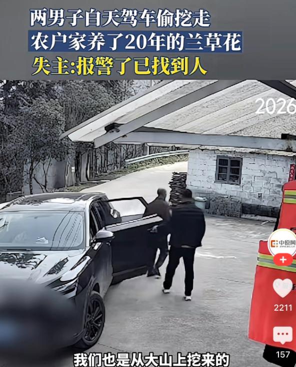 安徽六安，一对农妇20多年前在山上挖了一株兰草。

二十年前从山上挖来的宝贝，一