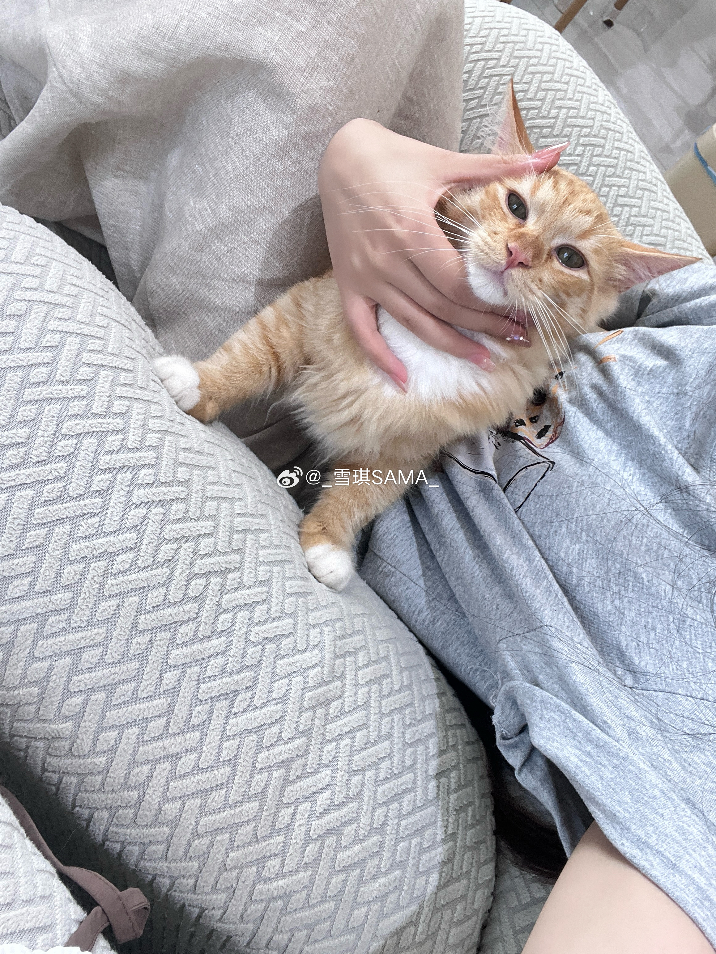如此貌美的小猫咪