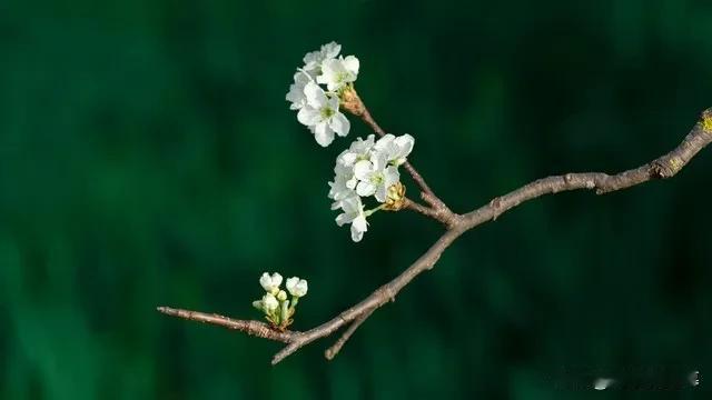 转调踏莎行 · 上巳道中作

作者：陈亮

洛浦尘生，巫山梦断。旗亭烟草里，春深