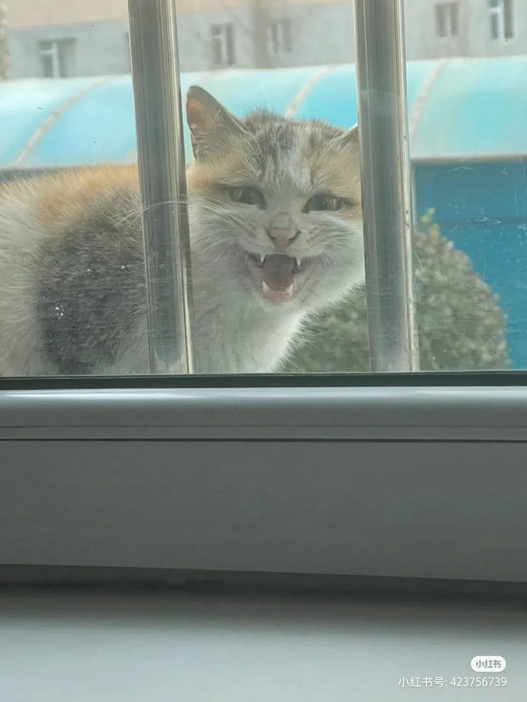 网友分享：我妈喂过的流浪猫们。因为家里住在1楼。有路过的流浪猫，我妈都会喂他一点