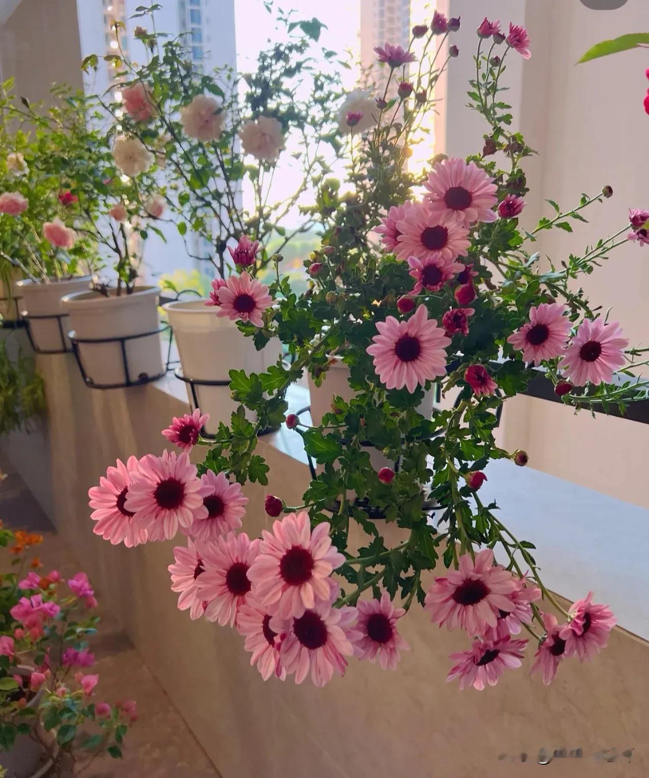 木中有炭，草莓熊雏菊
