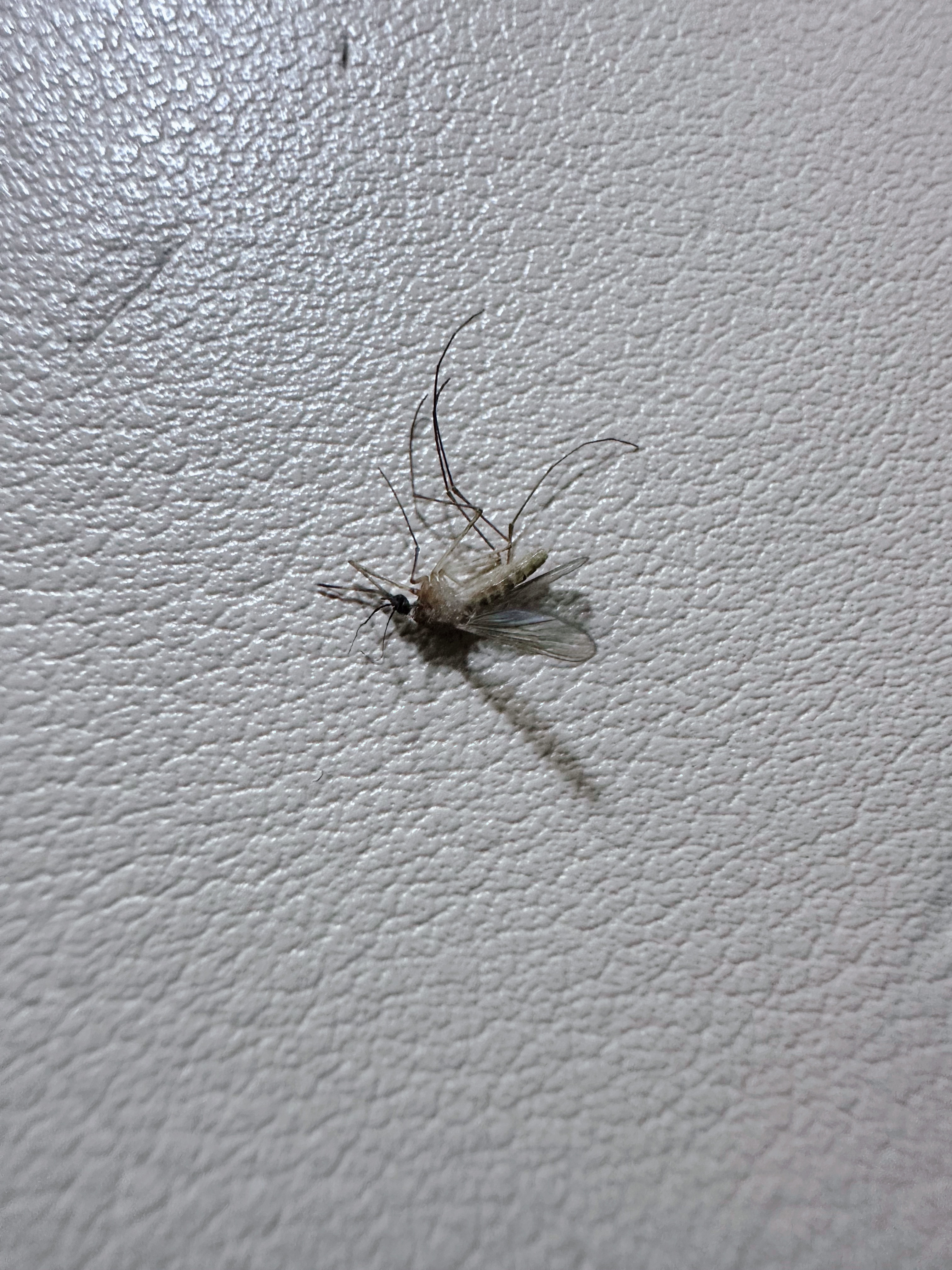 天气暖 🦟来的都早 