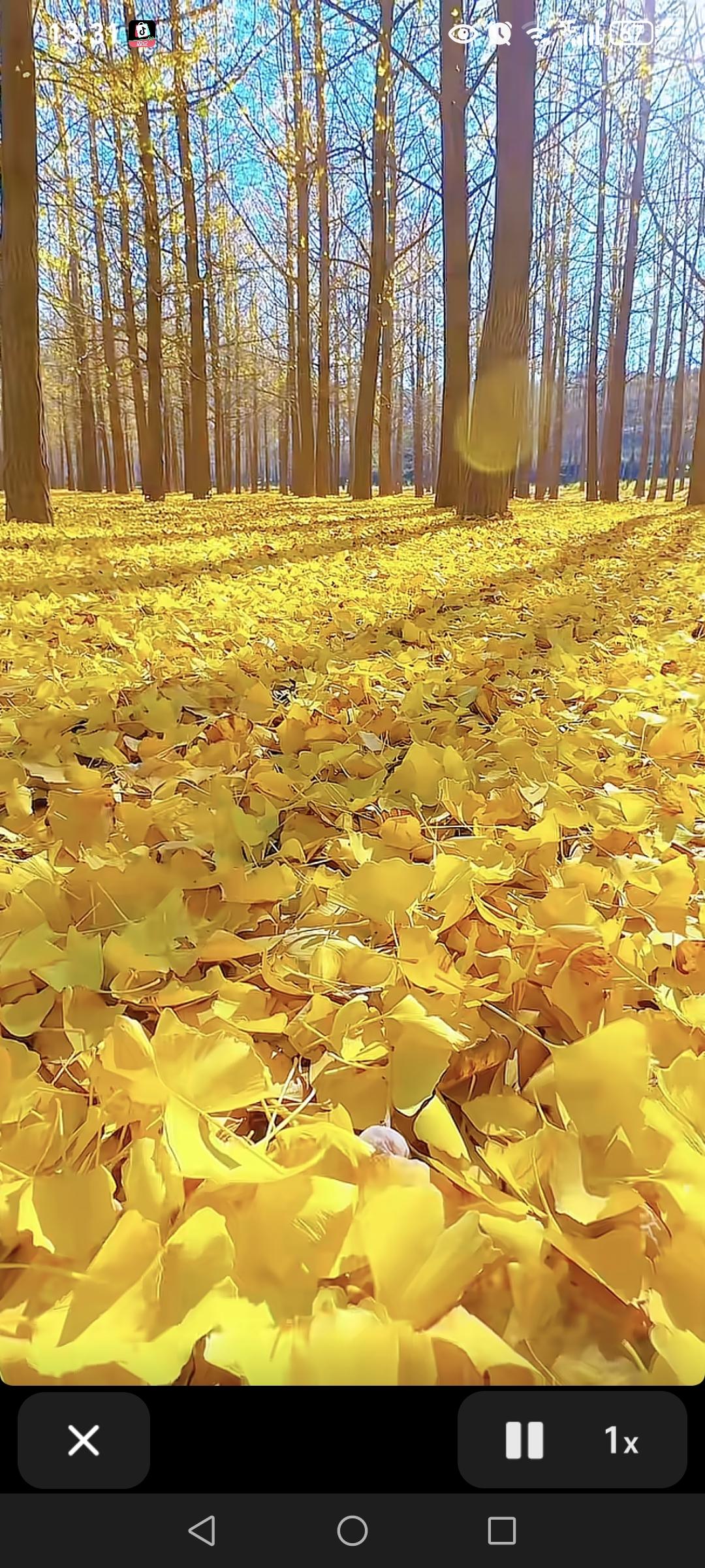 分享一下你拍的落叶