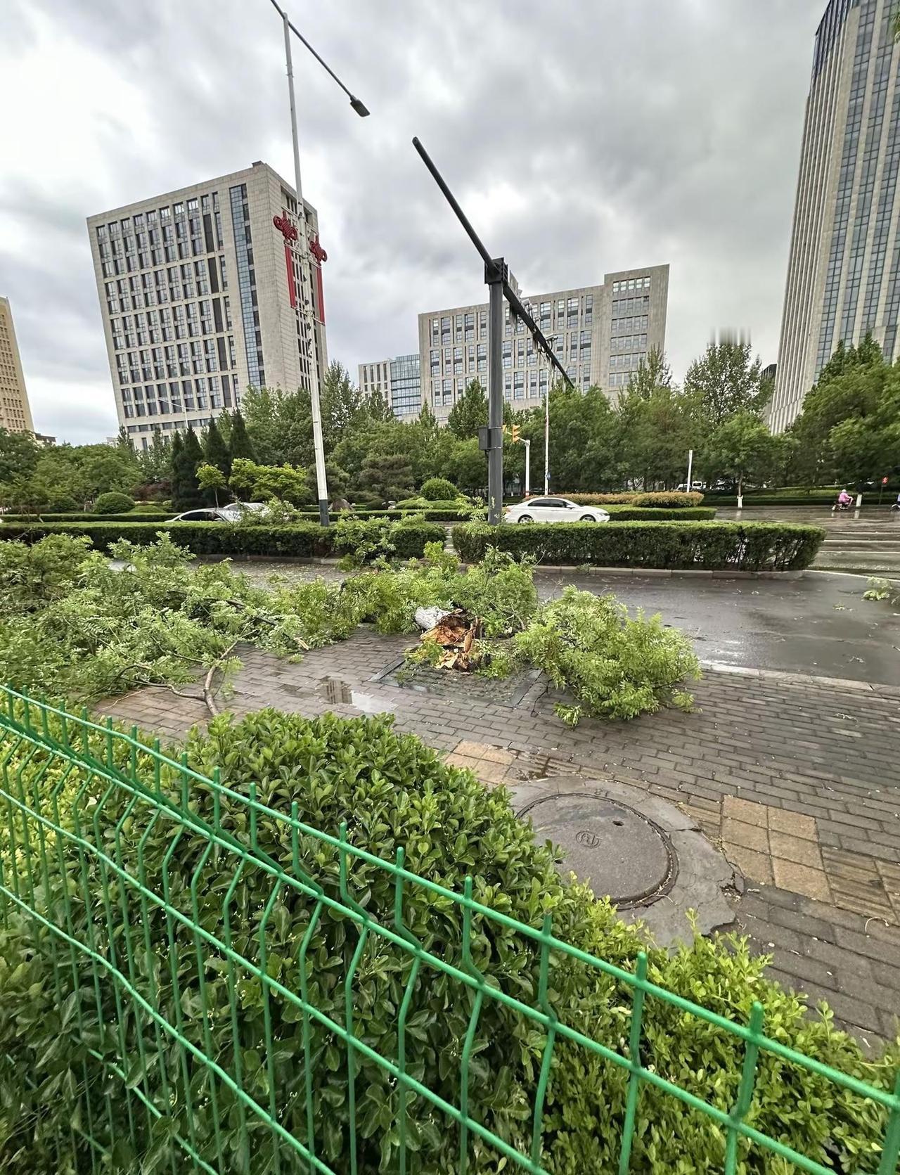 昨天的风 像极了生活推着你向前 来不及回头大风吹倒大树 极端天气事件 路边树倒了