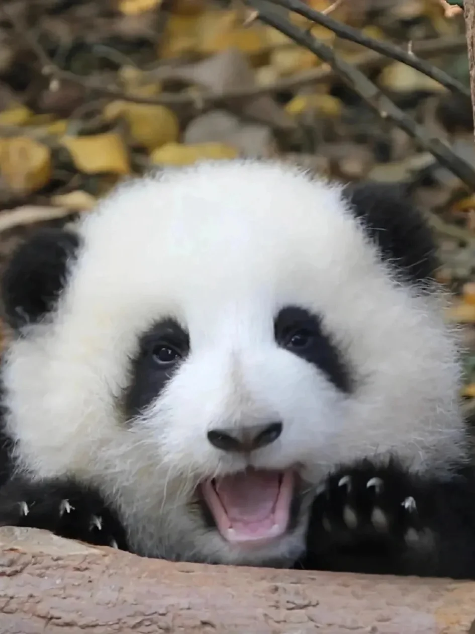 成都大熊猫🐼真的太可爱啊！