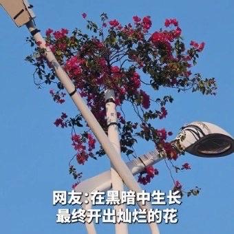 前几天在网上刷到一段视频，真的一下子就被戳中了。海南儋州街头的绿化带里，长着一株