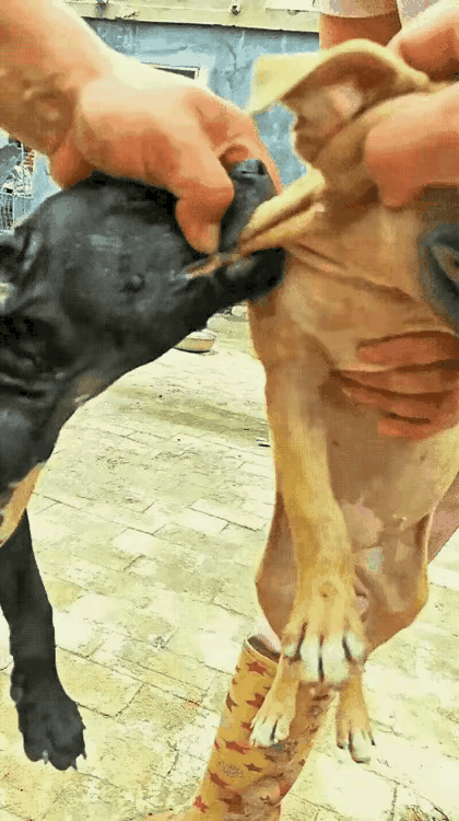 同类相残，恶狗必除。