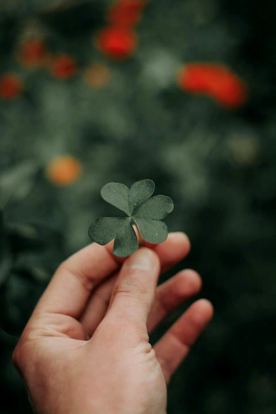 “致一棵开花的梨树。”--詹姆斯·赖特美丽自然的花朵，纯洁精美的躯体，你没有颤抖