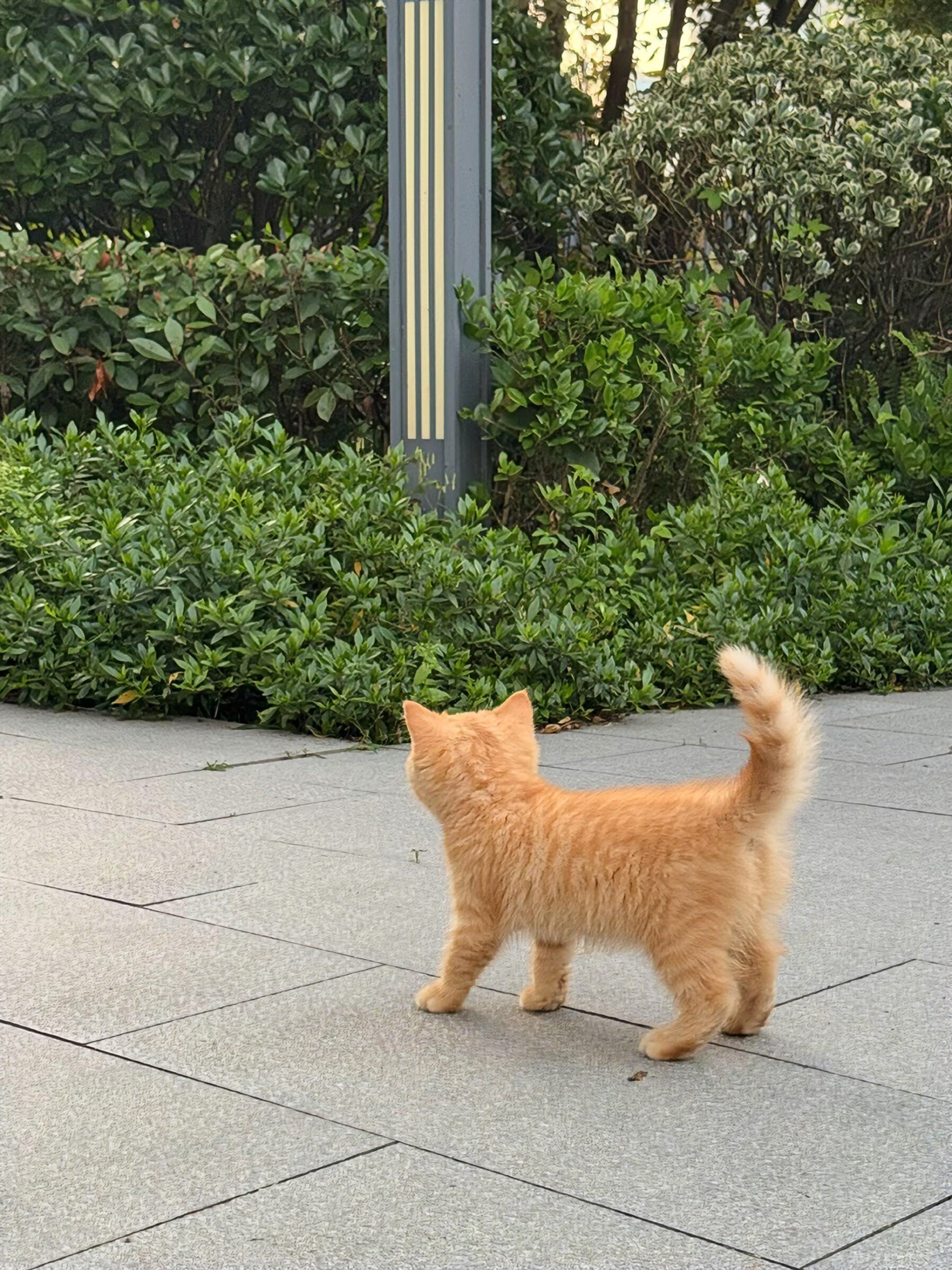 新疆 祛湿气一只很刻板印象的小猫🐈。 